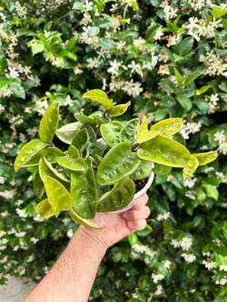 Hoya Krinkle rooted cuttings/Starter Plant
