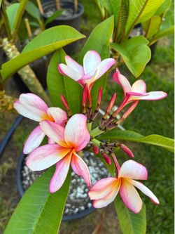 Beautiful Perfect Compact Loretta Plumeria - 10 tips.