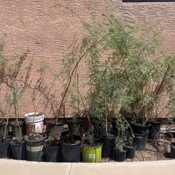 Mesquite Trees 