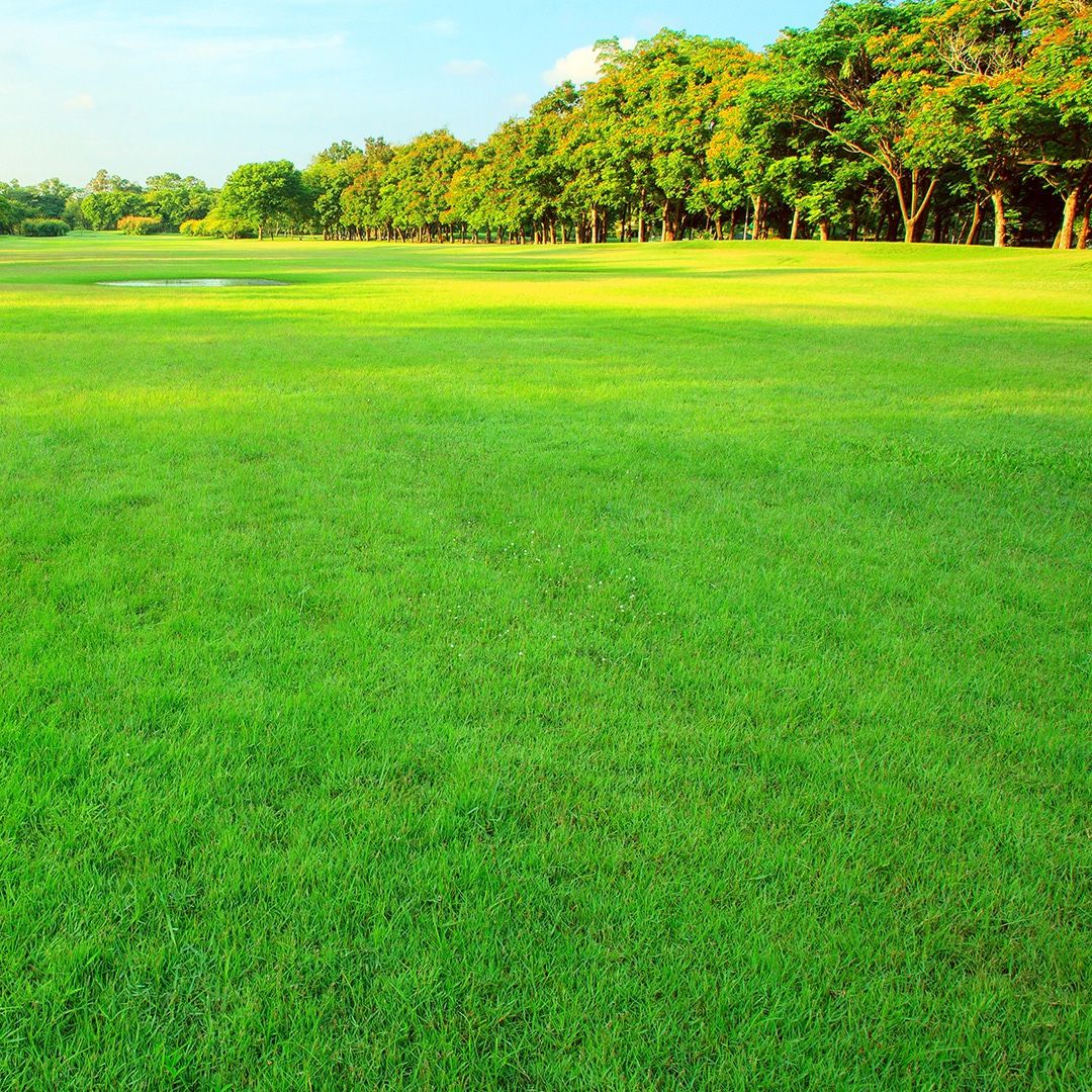 Lawn Aeration
