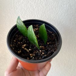 Zz Starter Plant 