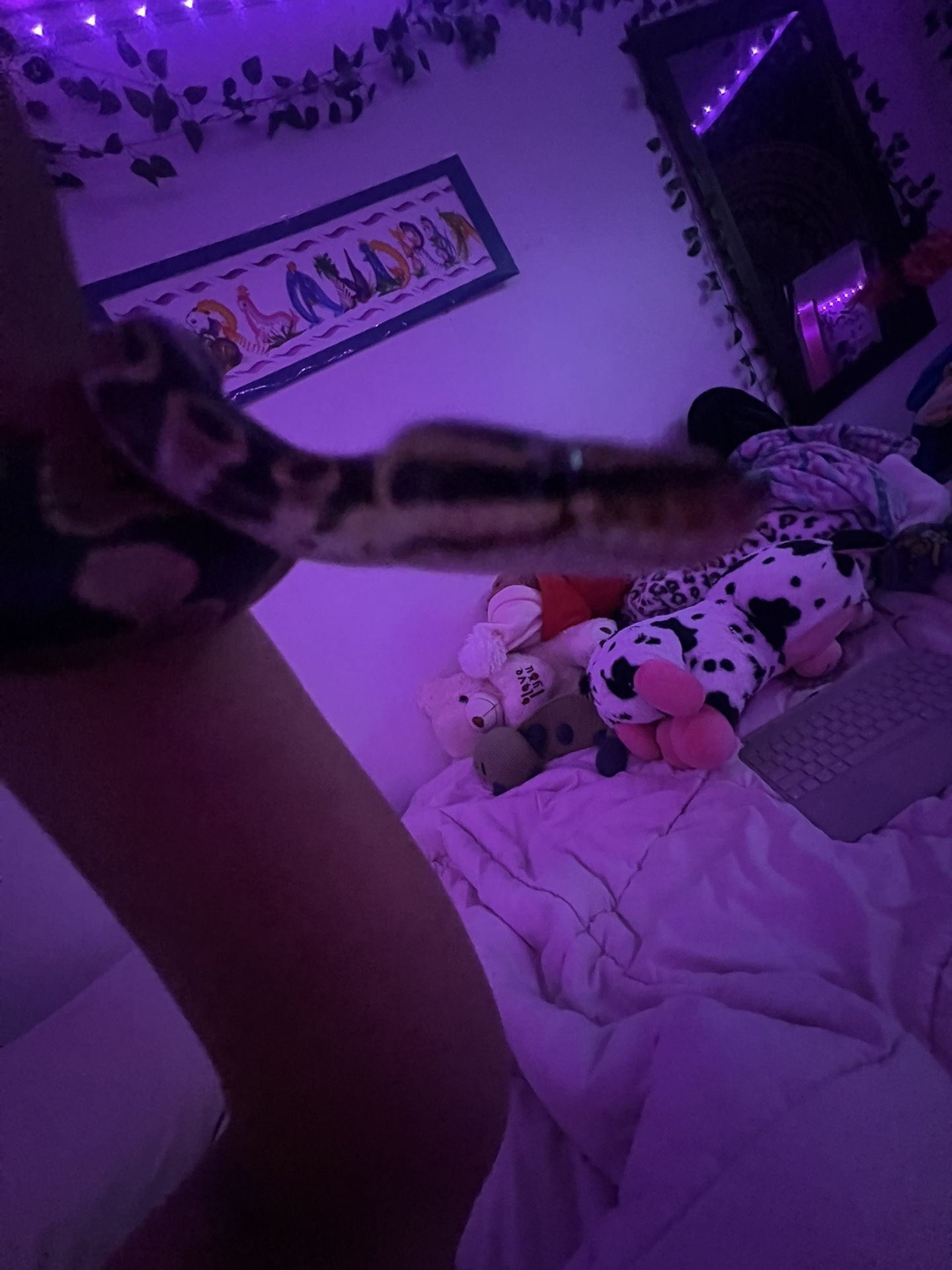 Baby Ball Python For Sale 