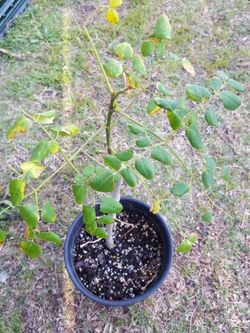 Morianga Drumstick Tree