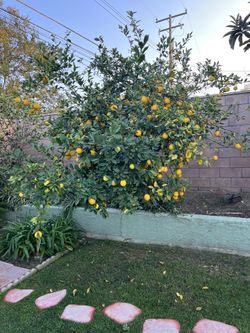 Organic home grow lemon $.30 each