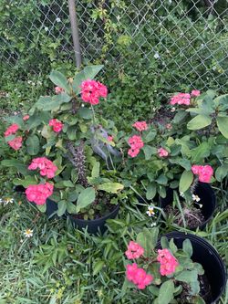 Crown of thorns