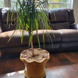 Dracena Palm Houseplant 