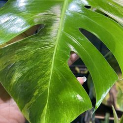 Variegated Monstera Aurea Plant Cutting ( Pls Read Description Below)