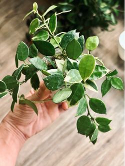 Hoya Lacunosa Asami
