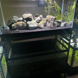 40 Gallon Breeder Fish Tanks 