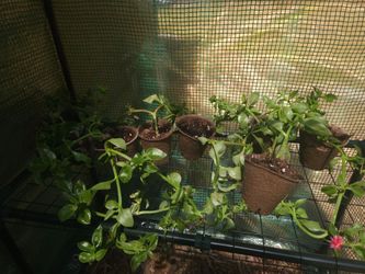 ice plant