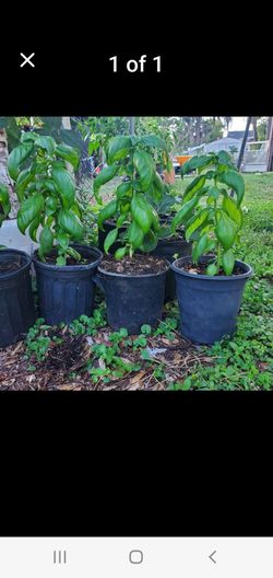 Basil plants