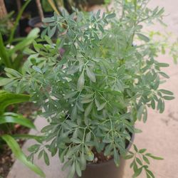 PLANTAS DE RUDA  $3