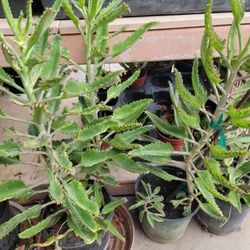 Calanchue Plants Only $5 Each In A Gal Pot