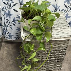 Golden Pothos