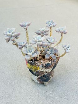 Succulents plants 🪴