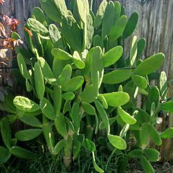 Prickly Pear Plants