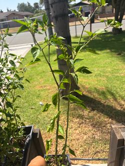 Chile plants