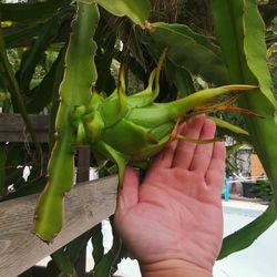 Dragon fruit trellis pitahaya