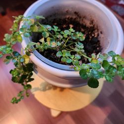Pilea Depressa Indoor Plant In Ceramic Pot