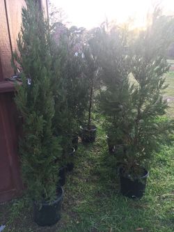 Featured image of post Steps to Prepare Emerald Isle Leyland Cypress Height