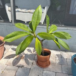 2 Ft Plumeria Potted