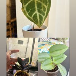 Semi Rare Plants , Loved And Healthy