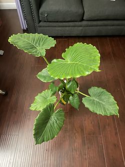 Large Alocasia Elephant Ear Indoor Plant
