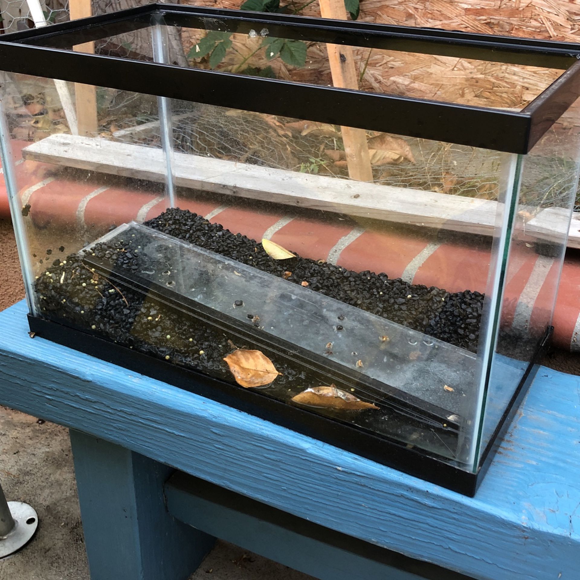 10 Gallon Tank With Lid