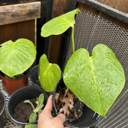 Monstera Deliciosa Plants/ Plantas 