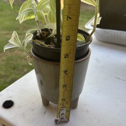 Small Tradescantia Pistachio White In A Ceramic Pot
