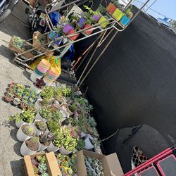 Plants For Sale! 