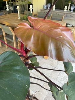 Pink Lady Philodendron