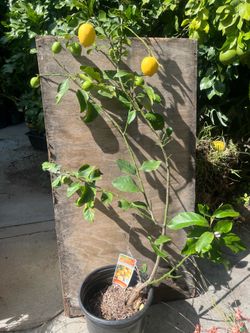 Semi dwarf eureka lemon 🍋 5 gallons pot , 3 feet tall , fruiting, flowers,$100 cash , no trade