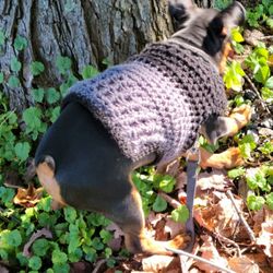 Pet Sweaters Are So Fun To Make!  