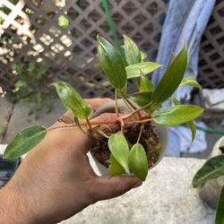 philodendron red empress