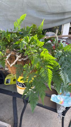 Lacy Rabbit’s Foot Fern