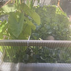 Pond Plants