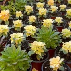 Succulents Plants 4”pot