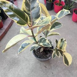 Indoor/outdoor plant Snow White Rubber Plant