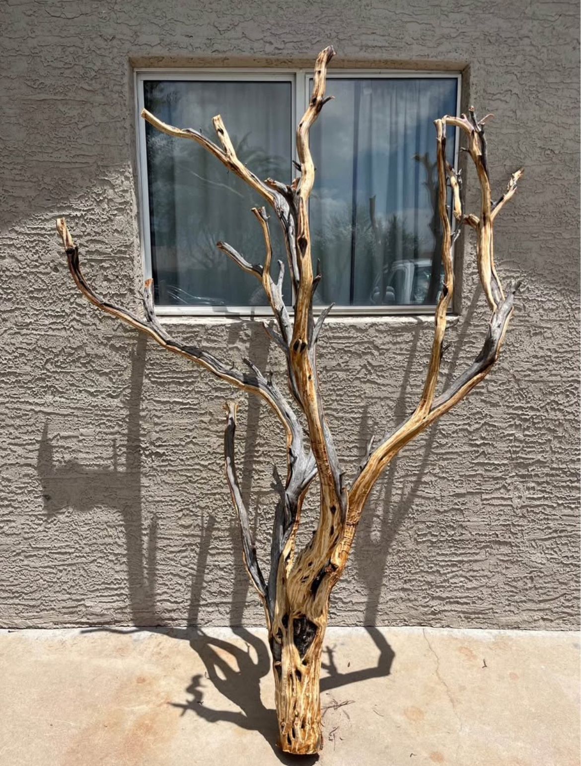 Manzanita Tree