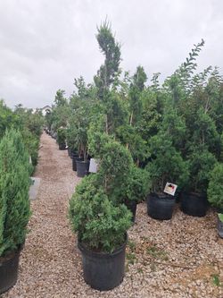 Spiral juniper