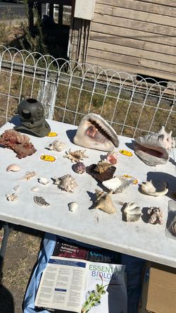 Shells
