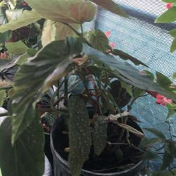 Plants
