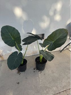 Elephant ear 19$ each