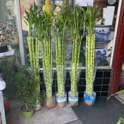 36” Inches Lucky Bamboo With  Total 48” Inches Tall 