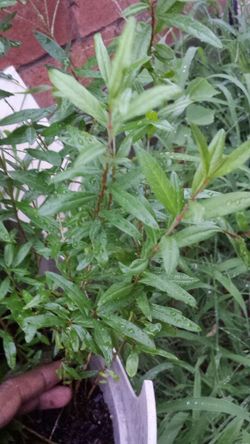 Pomegranate tree plants