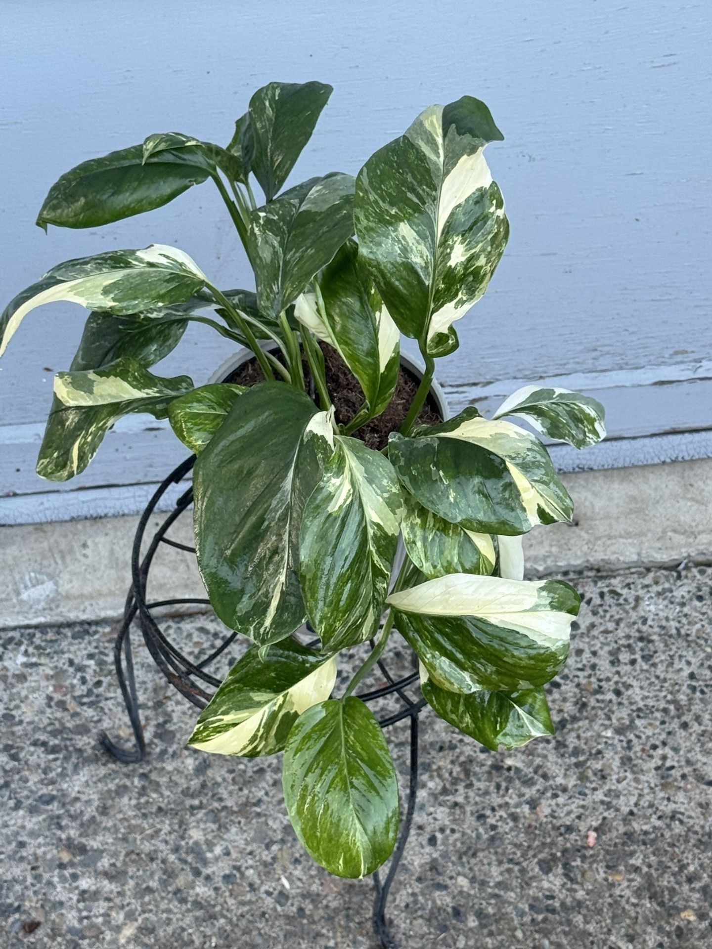a palm plant The Palm Bundle Houseplants with Planter - Large (36-48