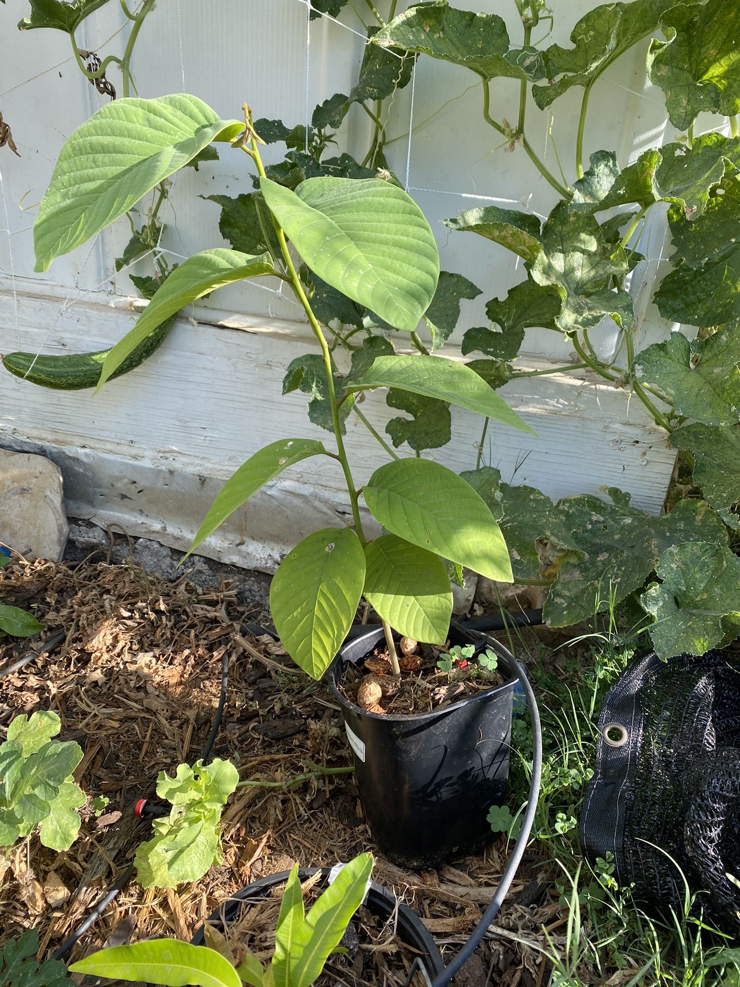 Cherimoya Seedling