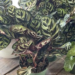 Calathea Makoyana Plants