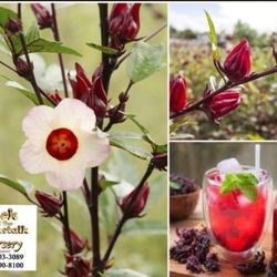 Roselle   Sorell Plant  🪴 1gal Plantas De Te De Jamaica